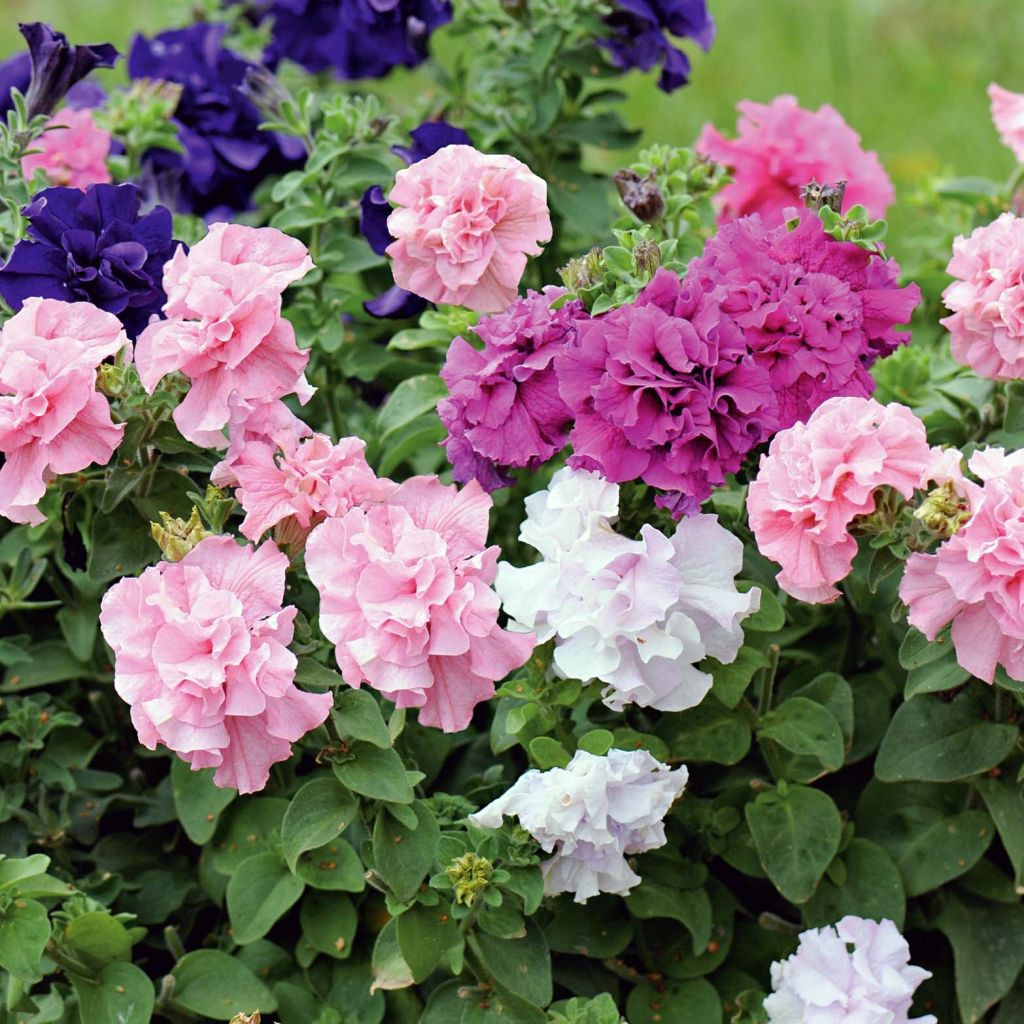 Petunia surfinia Cassandra Mix