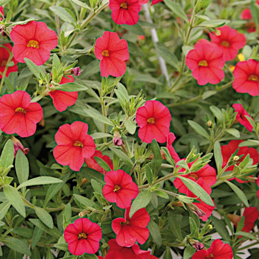 Zauberglöckchen Million Bells Red - Calibrachoa