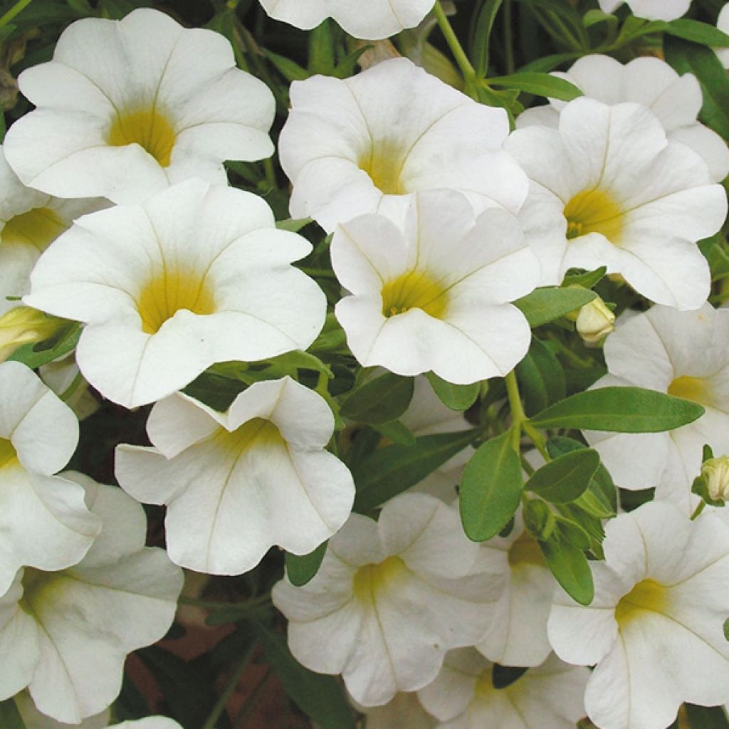 Zauberglöckchen Million Bells Trailing Ice - Calibrachoa