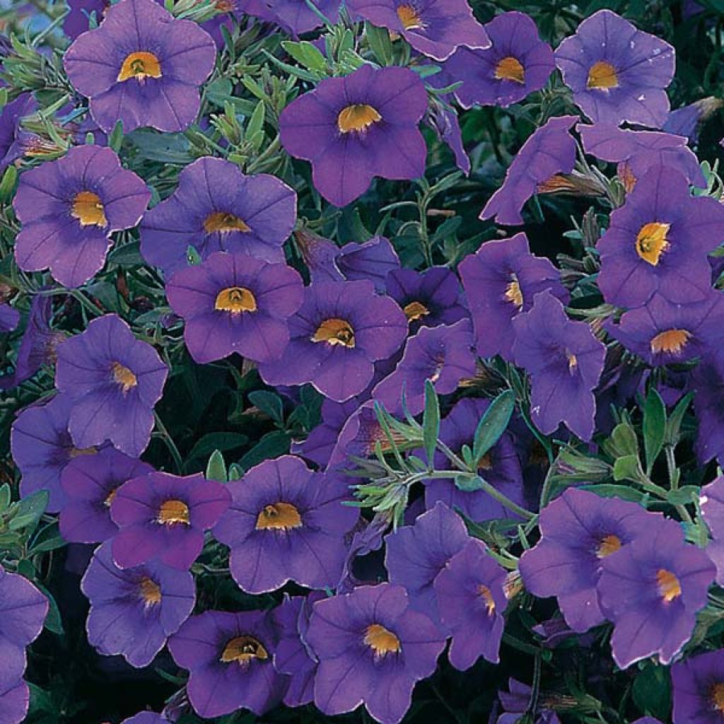 Zauberglöckchen Million Bells blue star - Calibrachoa