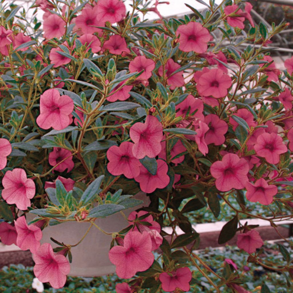 Zauberglöckchen Million Bells cosmos pink - Calibrachoa