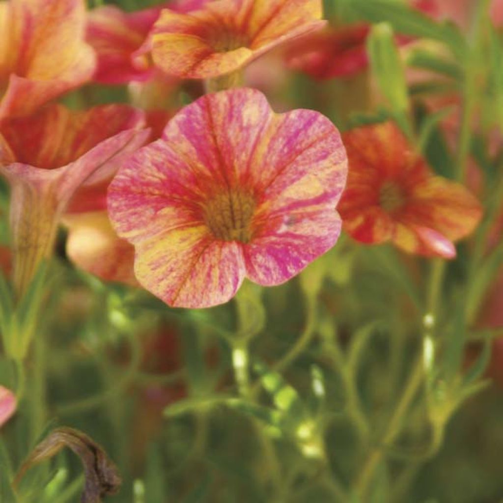 Zauberglöckchen Million Bells Cracking fire - Calibrachoa