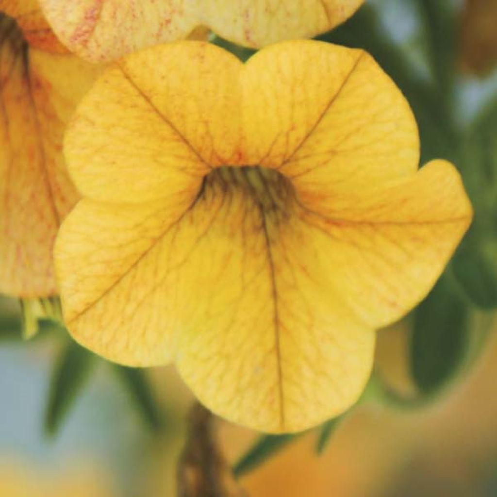 Zauberglöckchen Million Bells Lemon - Calibrachoa