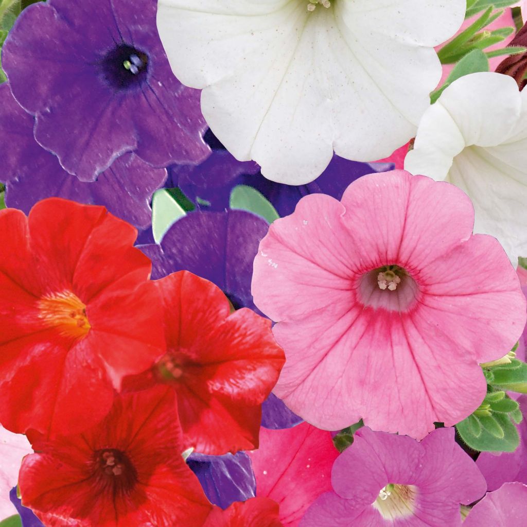 Petunia Parure Mix