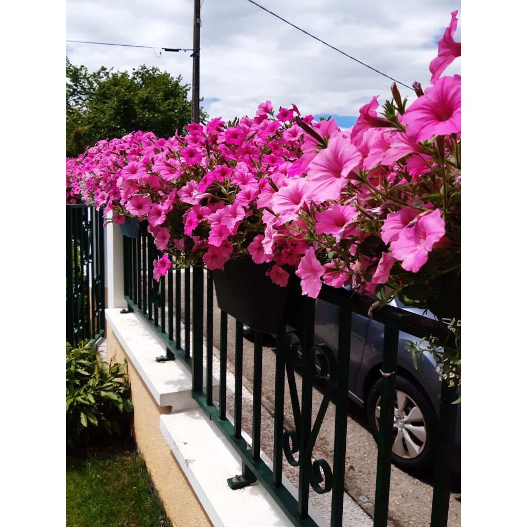 Petunia Supertunia Vista Bubblegum