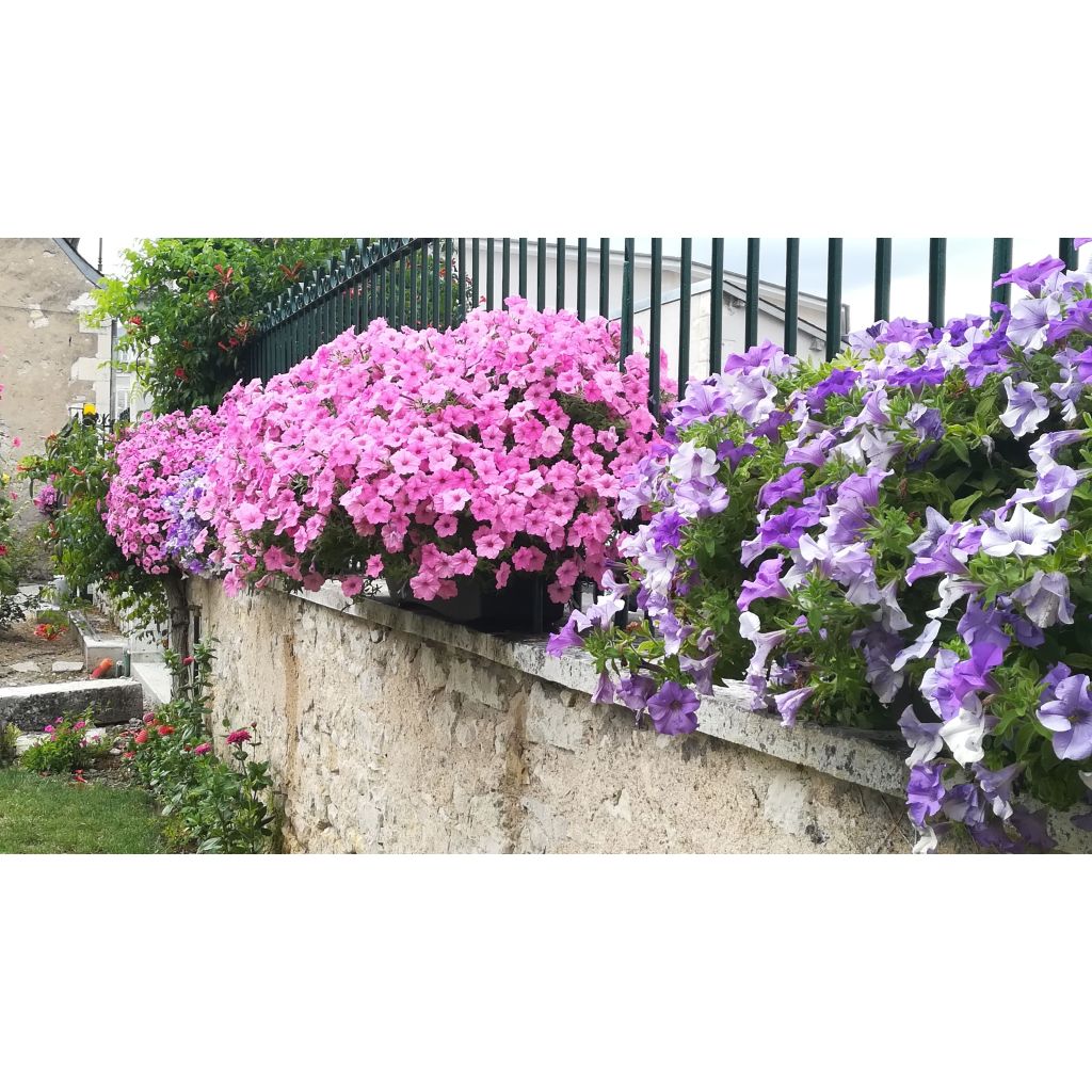 Petunia Supertunia Vista Bubblegum