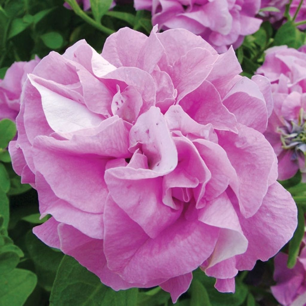 Petunia surfinia Double Lilac