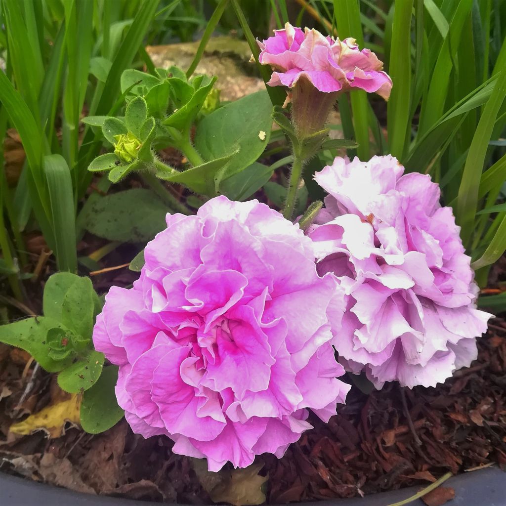 Petunia surfinia Double Lilac