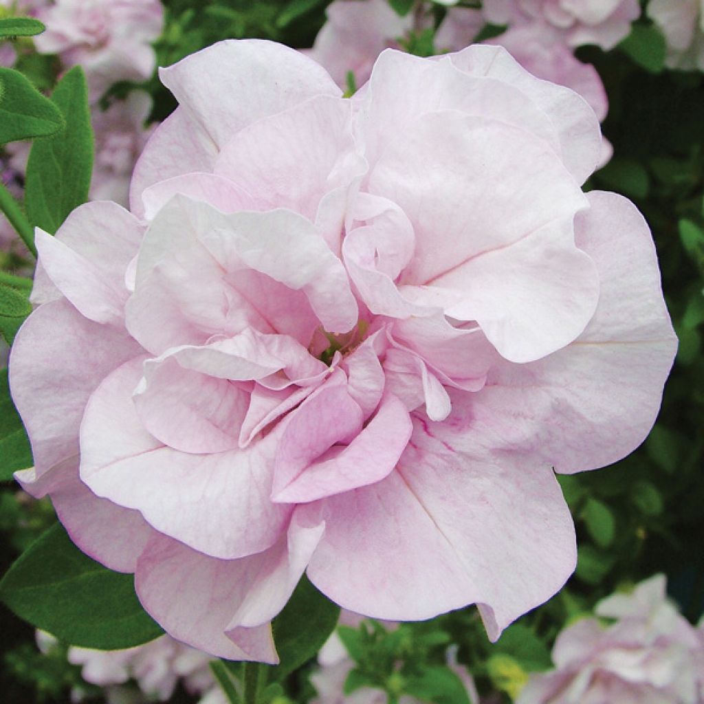 Petunia surfinia Conchita Doble Lavender