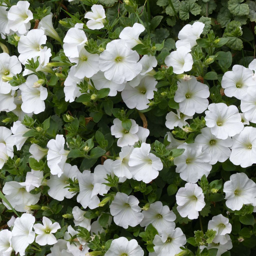 Petunia surfinia Snow