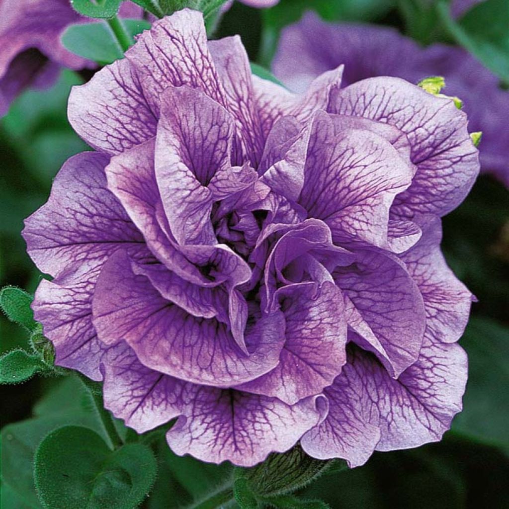 Petunia Tumbelina Priscilla