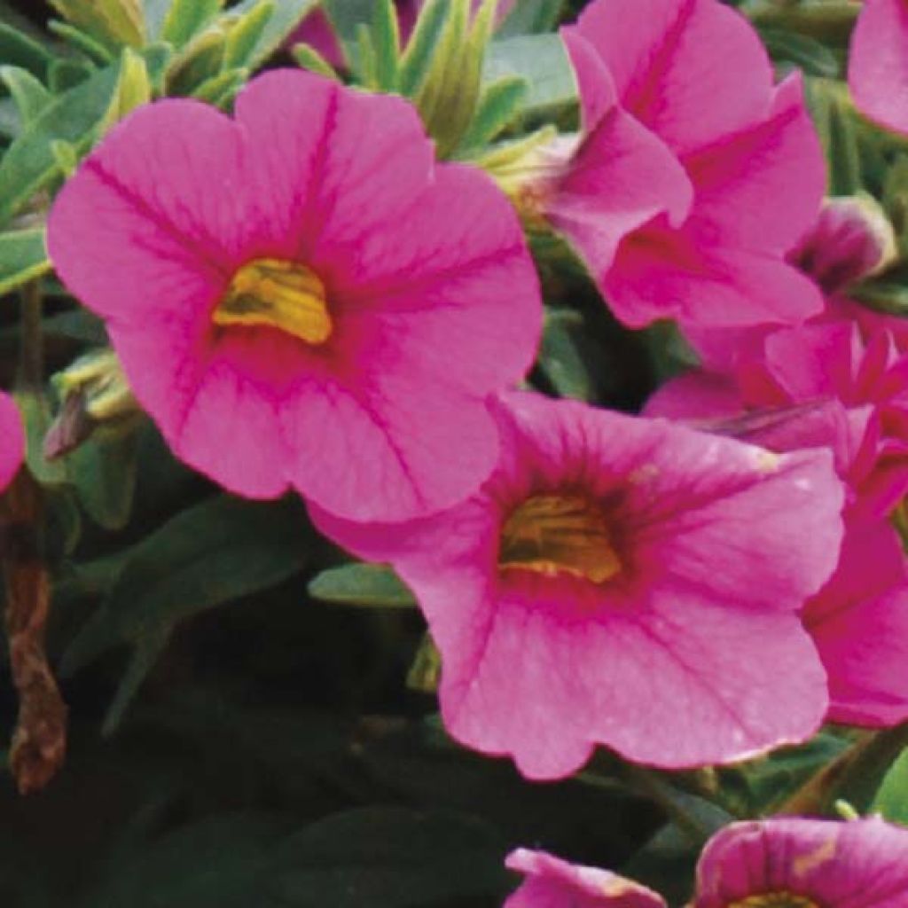 Zauberglöckchen Million Bells Trailing Fuchsia - Calibrachoa