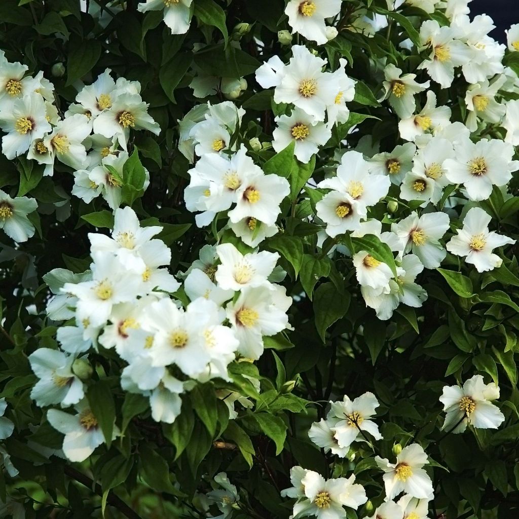 Pfeifenstrauch Belle Etoile - Philadelphus