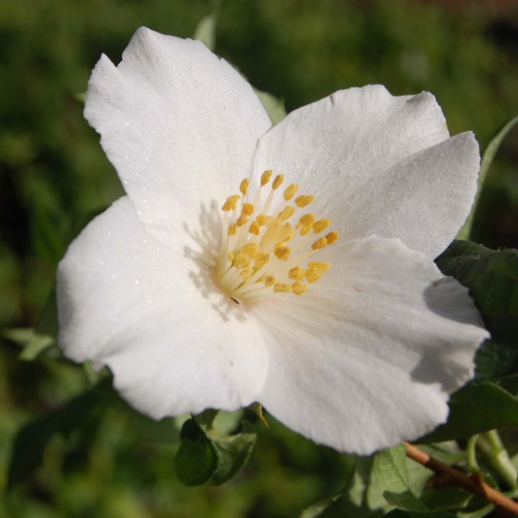 Pfeifenstrauch Belle Etoile - Philadelphus