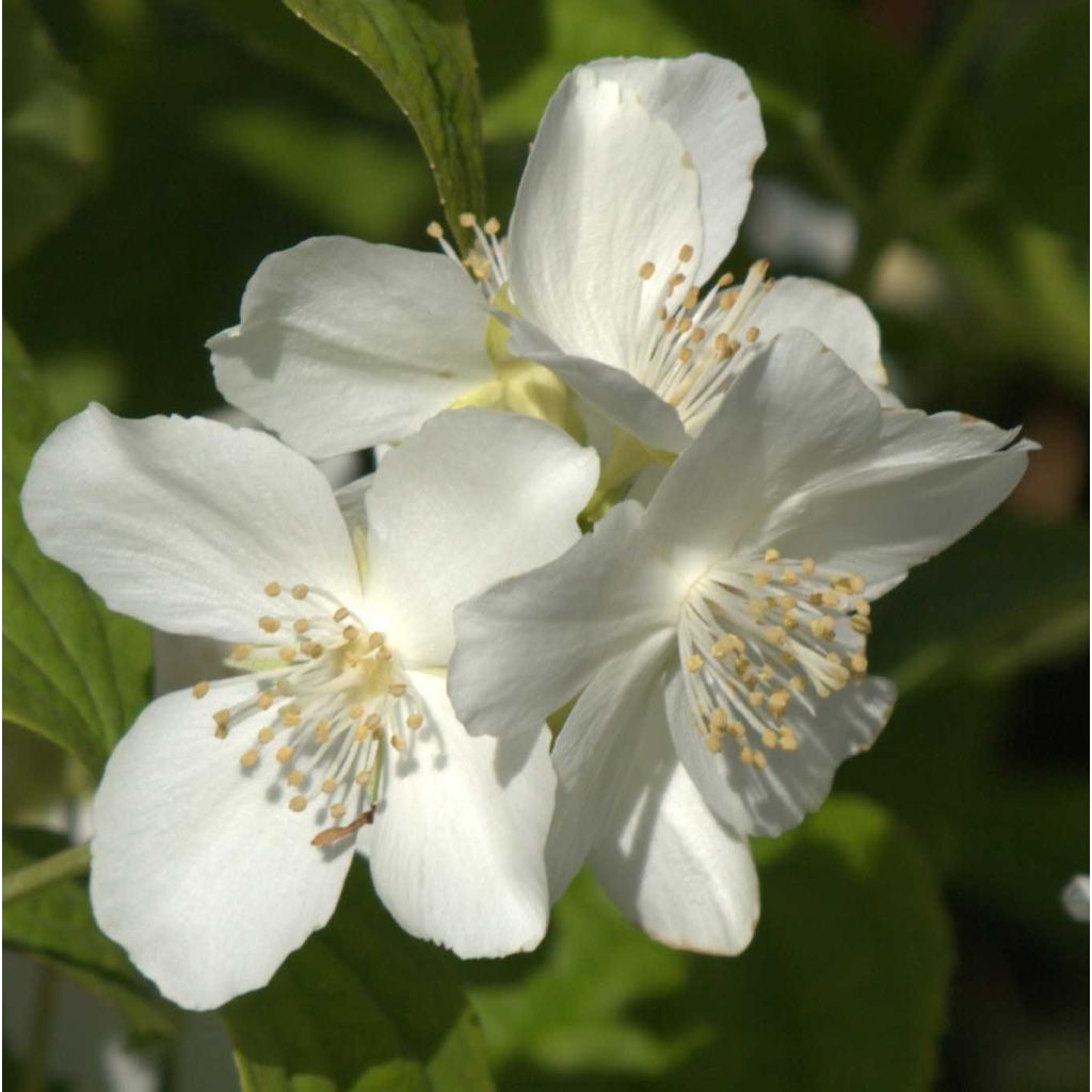 Europäischer Pfeifenstrauch - Philadelphus coronarius