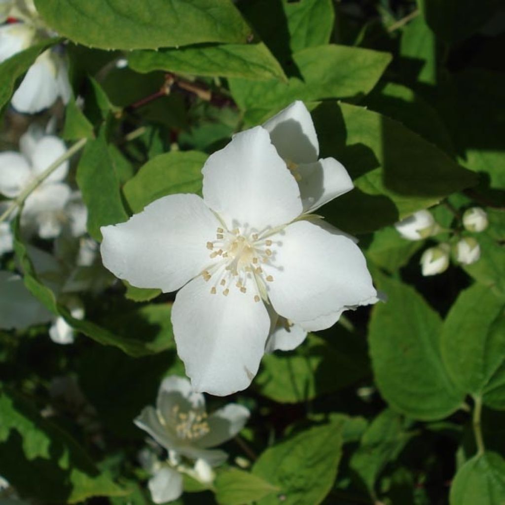 Europäischer Pfeifenstrauch - Philadelphus coronarius