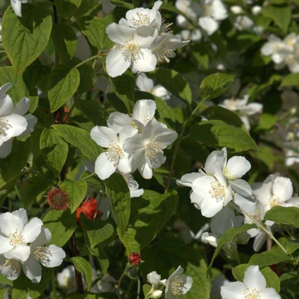 Europäischer Pfeifenstrauch - Philadelphus coronarius