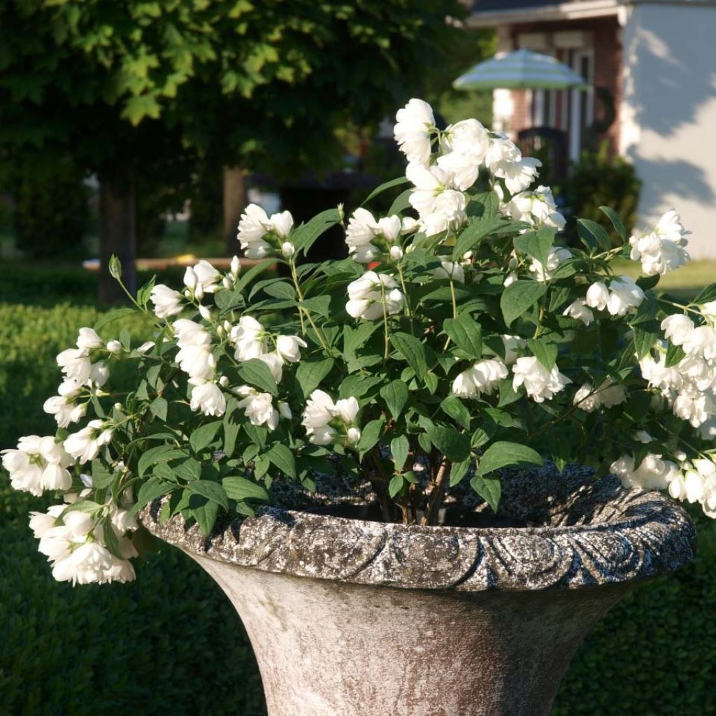 Pfeifenstrauch Little White Love - Philadelphus