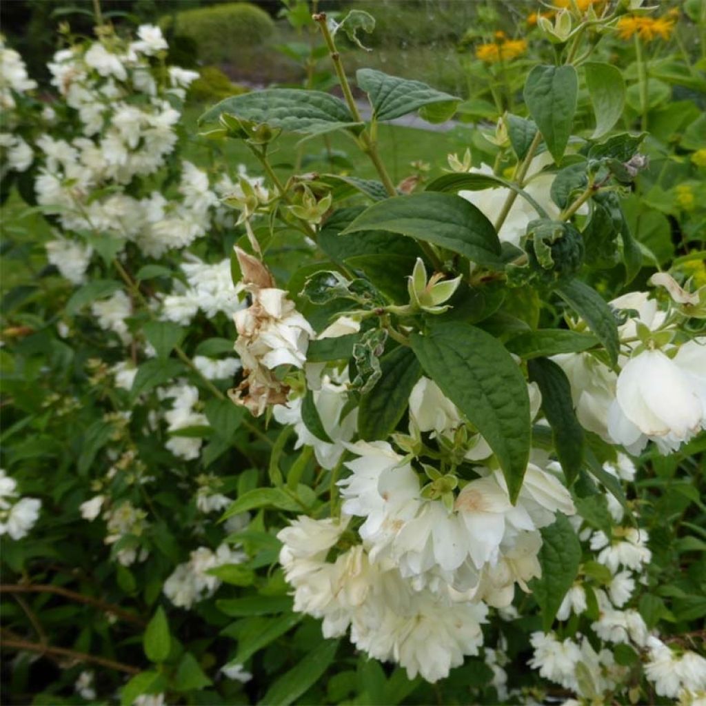 Pfeifenstrauch Snowbelle - Philadelphus