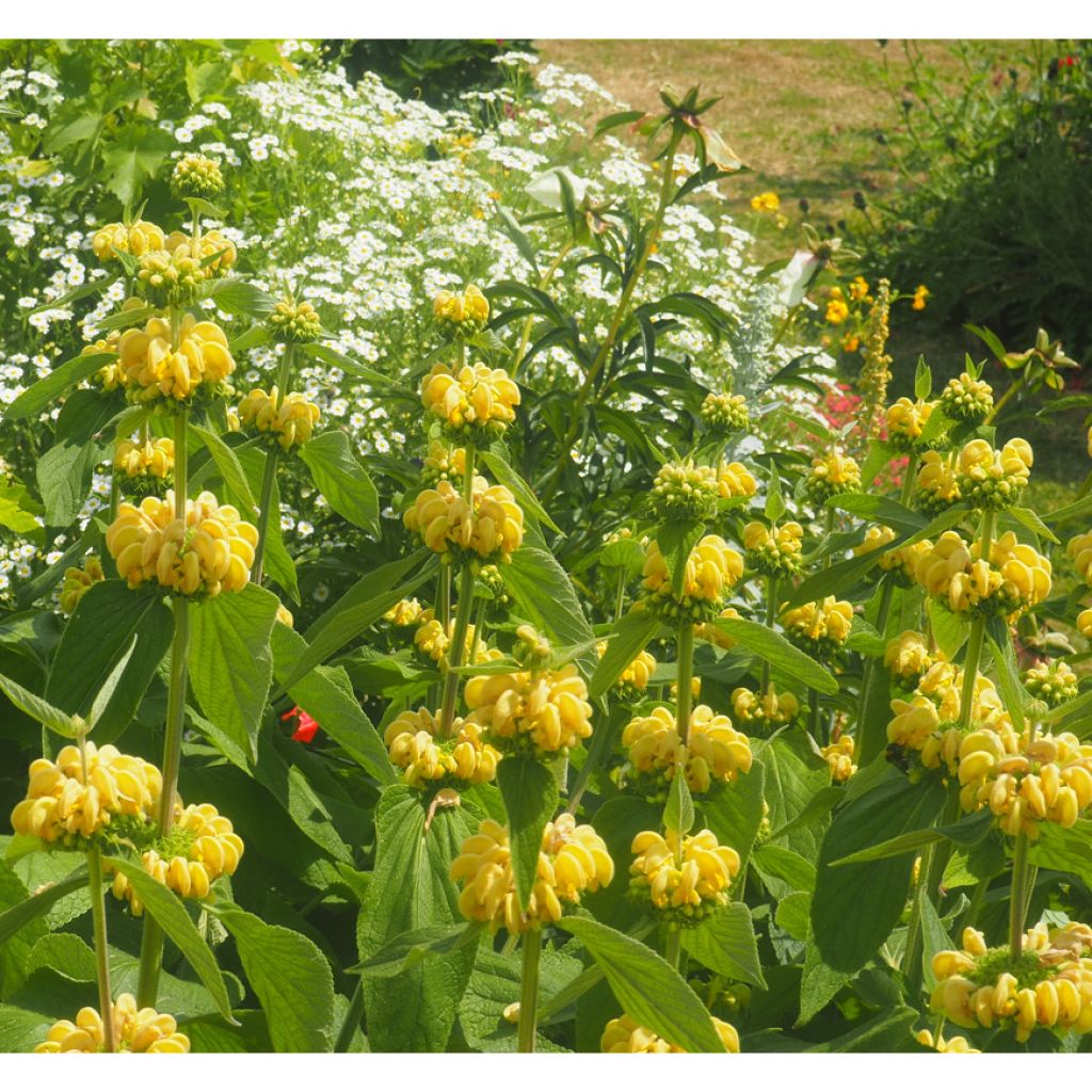 Phlomis russeliana - Syrisches Brandkraut