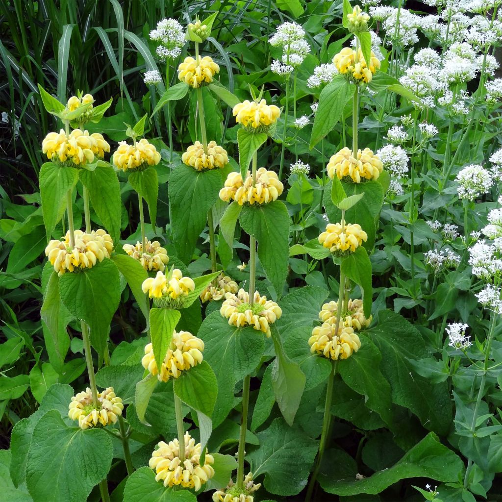 Phlomis russeliana - Syrisches Brandkraut