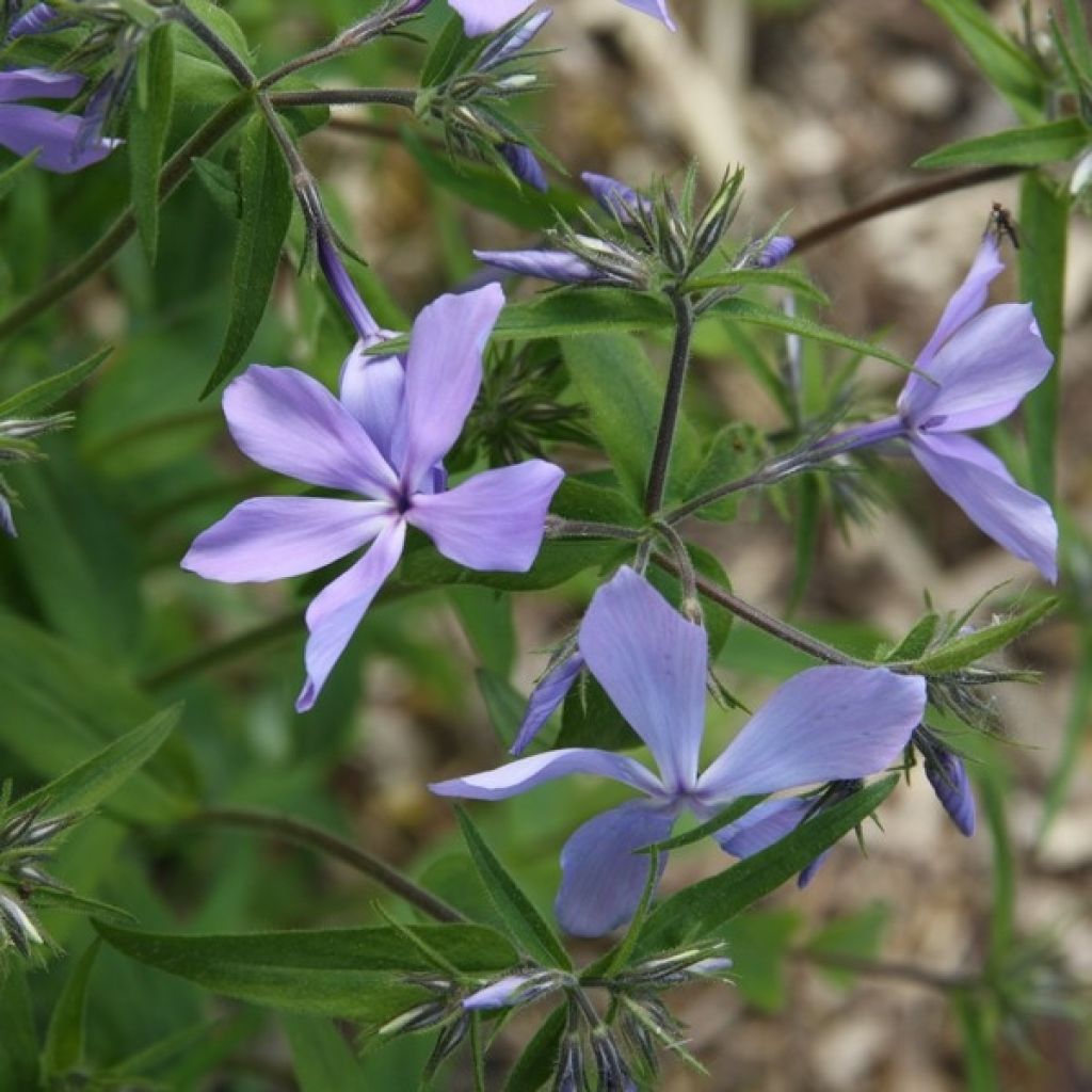 Wald-Phlox Clouds of Perfume - Phlox divaricata