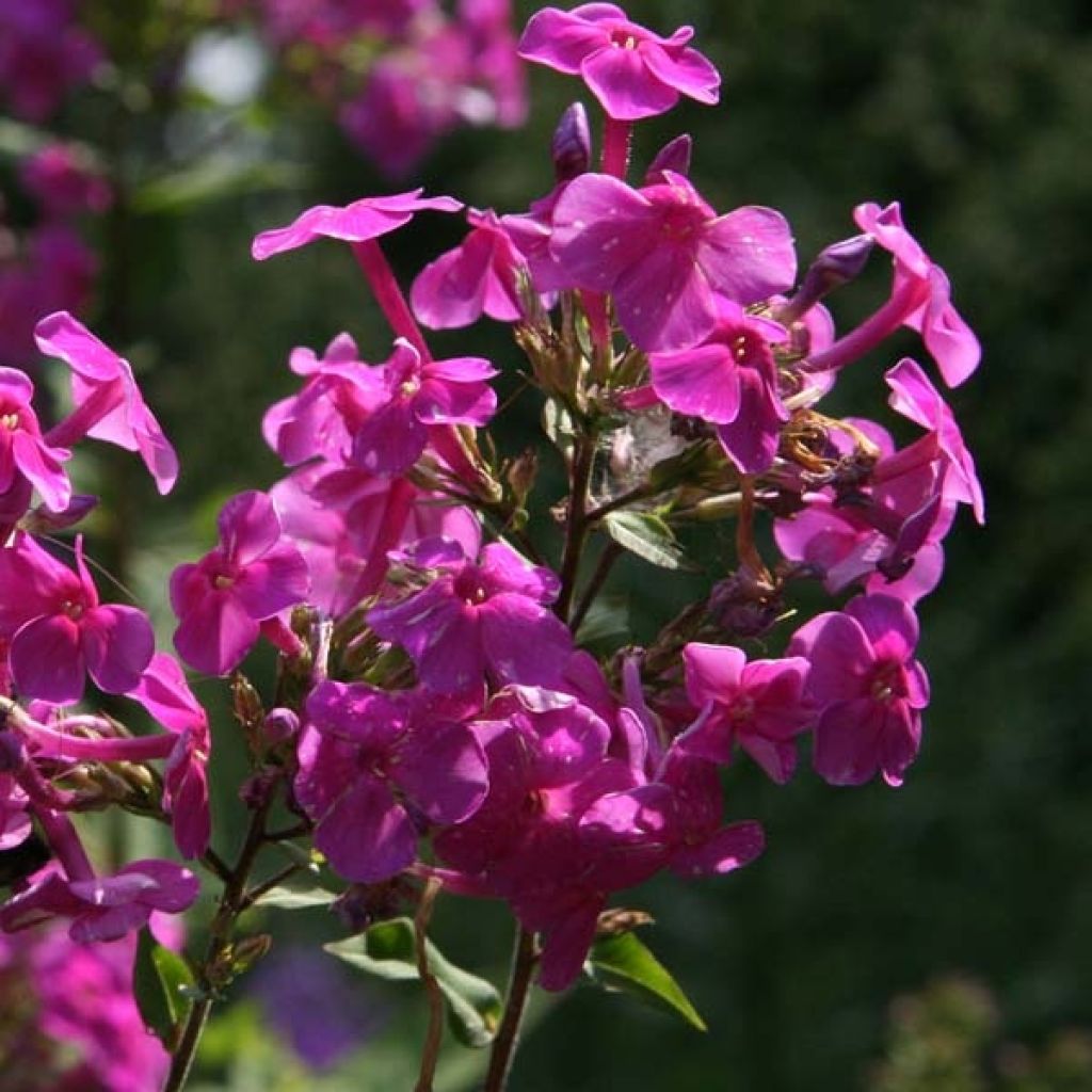 Hohe Flammenblume Eden's Glow - Phlox paniculata