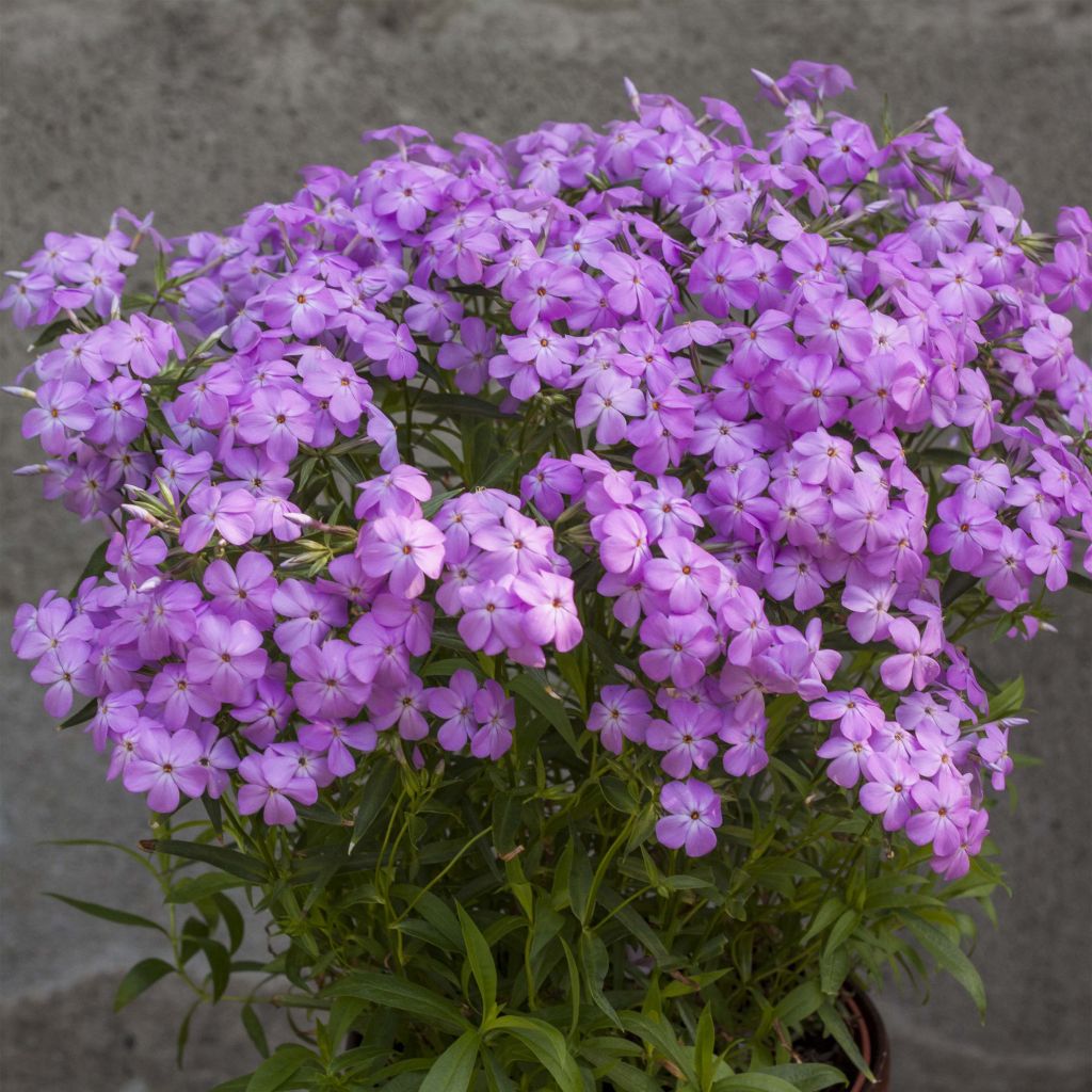 Flammenblume Forever Pink - Phlox