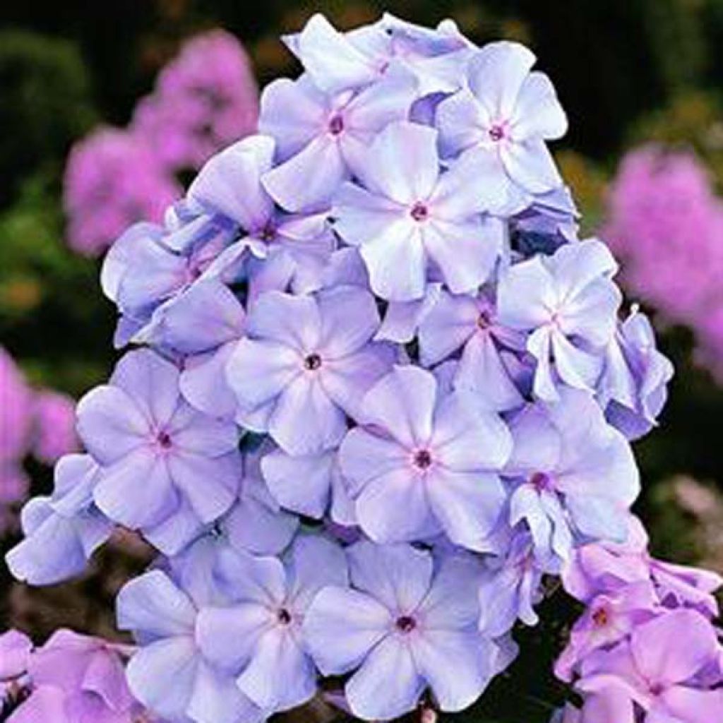 Hohe Flammenblume Lilac Times - Phlox paniculata