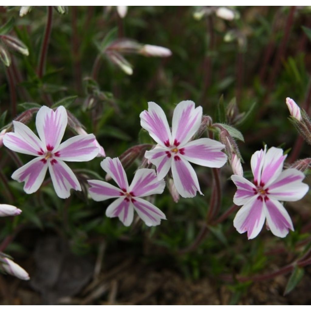 Pfriemenförmiger Phlox Candy Stripes - Phlox subulata