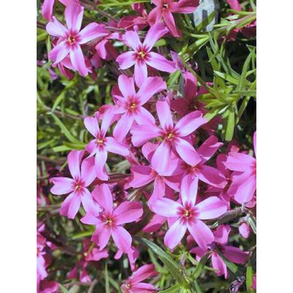 Pfriemenförmiger Phlox Scarlet Flame - Phlox subulata