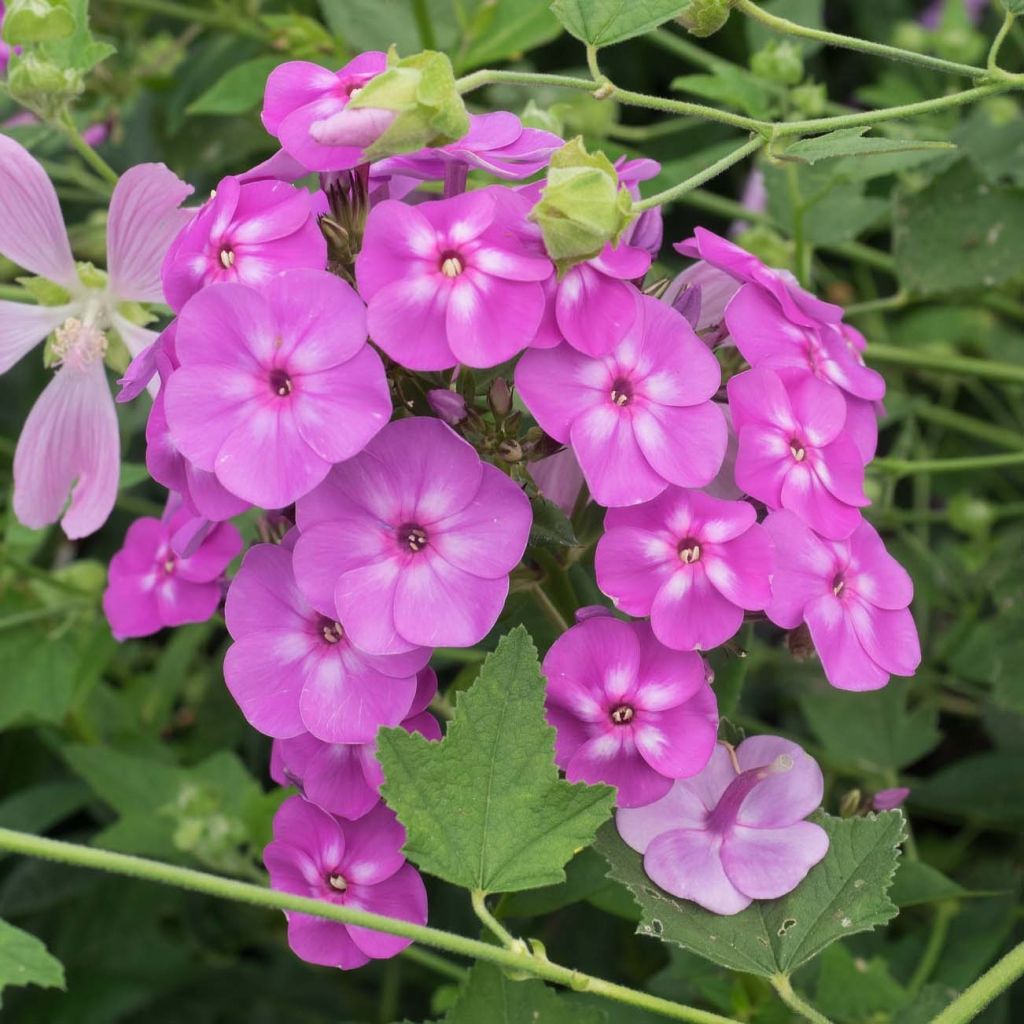 Hohe Flammenblume Blue Paradise - Phlox paniculata