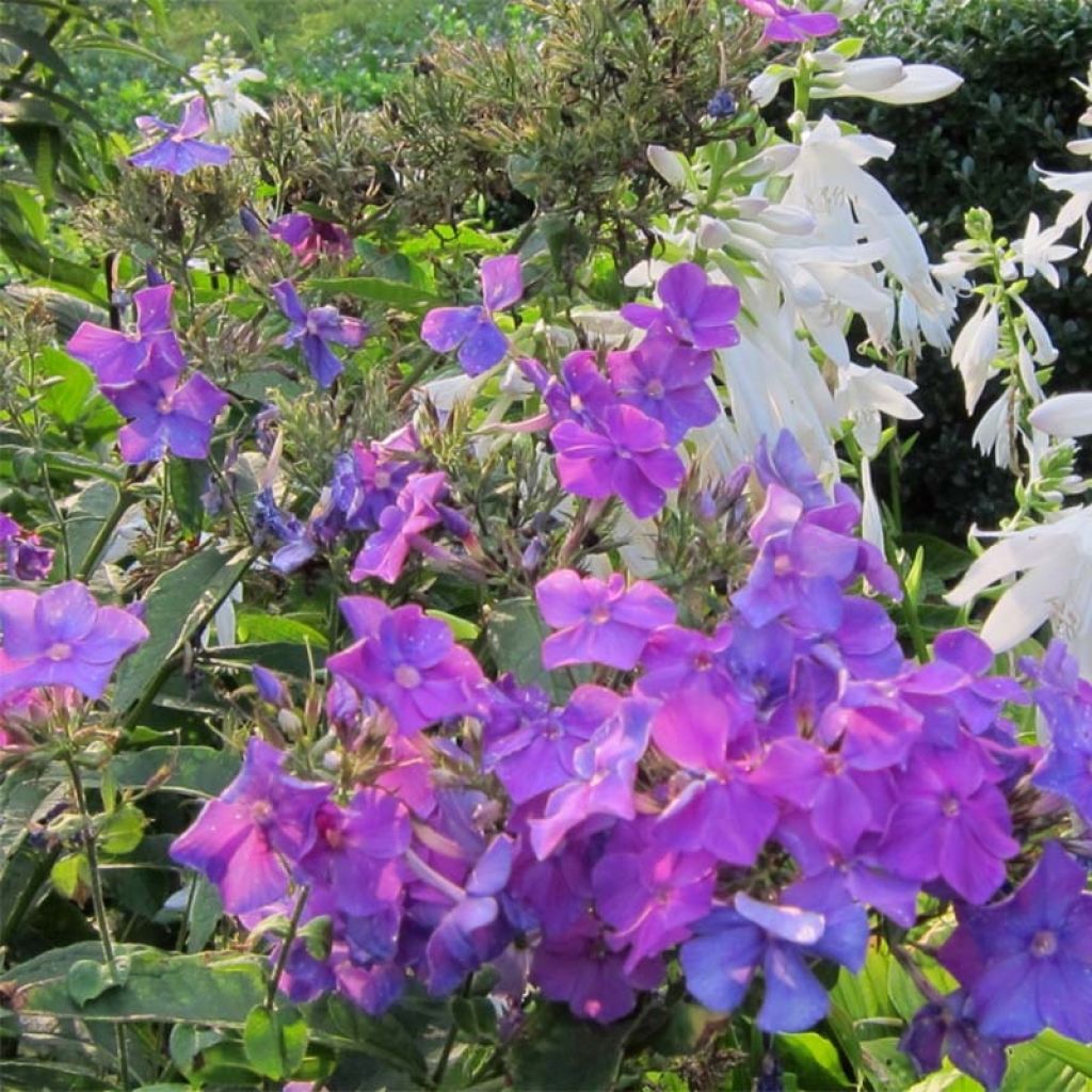 Hohe Flammenblume Blue Paradise - Phlox paniculata