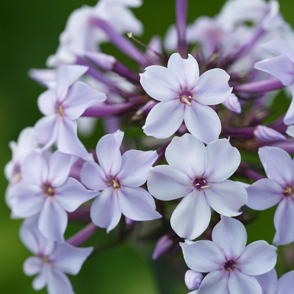 Hohe Flammenblume Flame Marine - Phlox paniculata