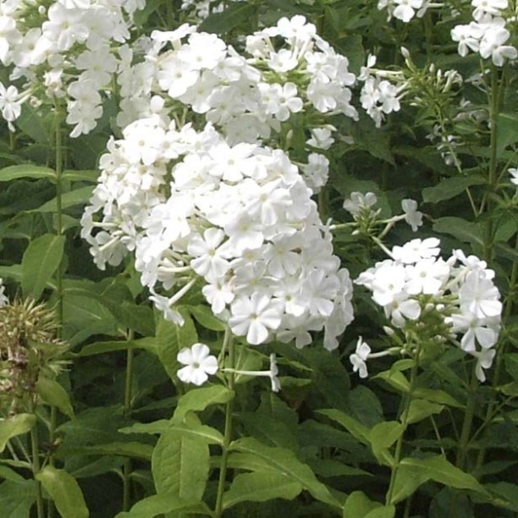 Hohe Flammenblume Fujiyama - Phlox paniculata