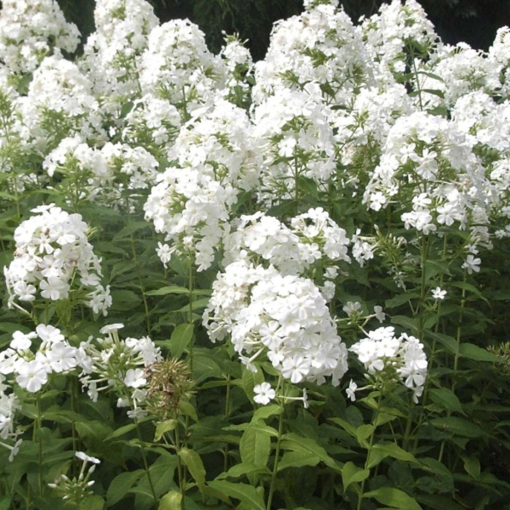 Phlox paniculata Fujiyama