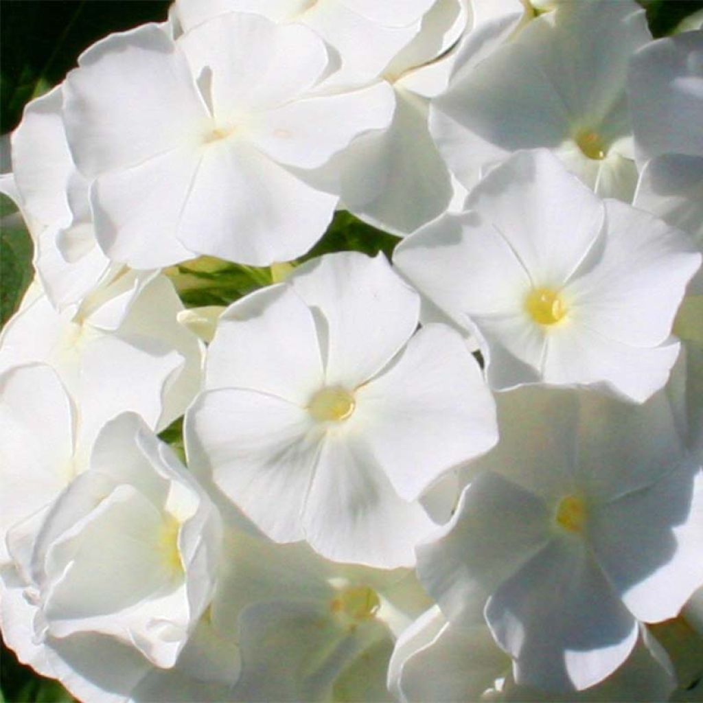 Hohe Flammenblume Fujiyama - Phlox paniculata