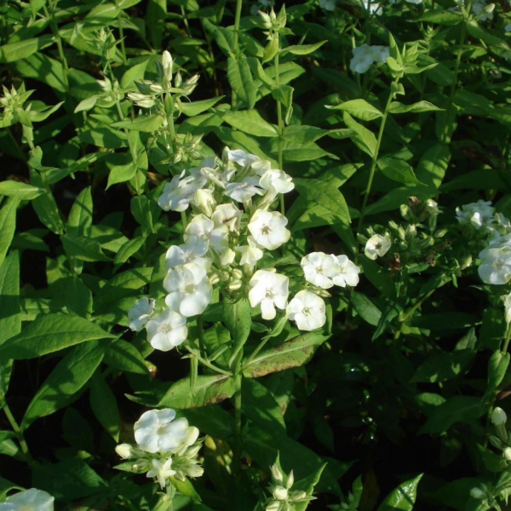 Hohe Flammenblume Jade - Phlox paniculata