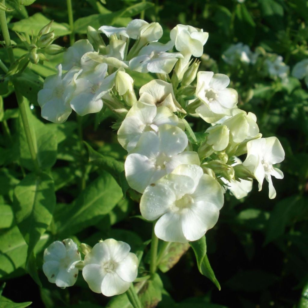 Phlox paniculata Jade