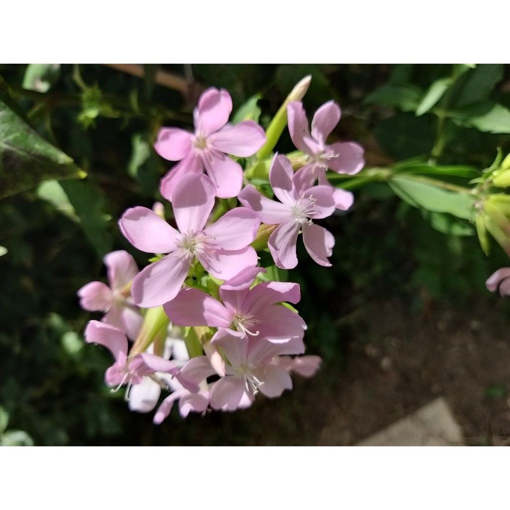 Hohe Flammenblume Lichtspel - Phlox paniculata