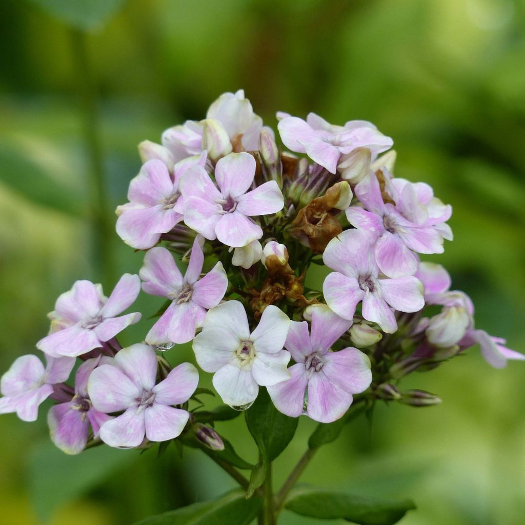 Hohe Flammenblume Sherbet Blend - Phlox paniculata