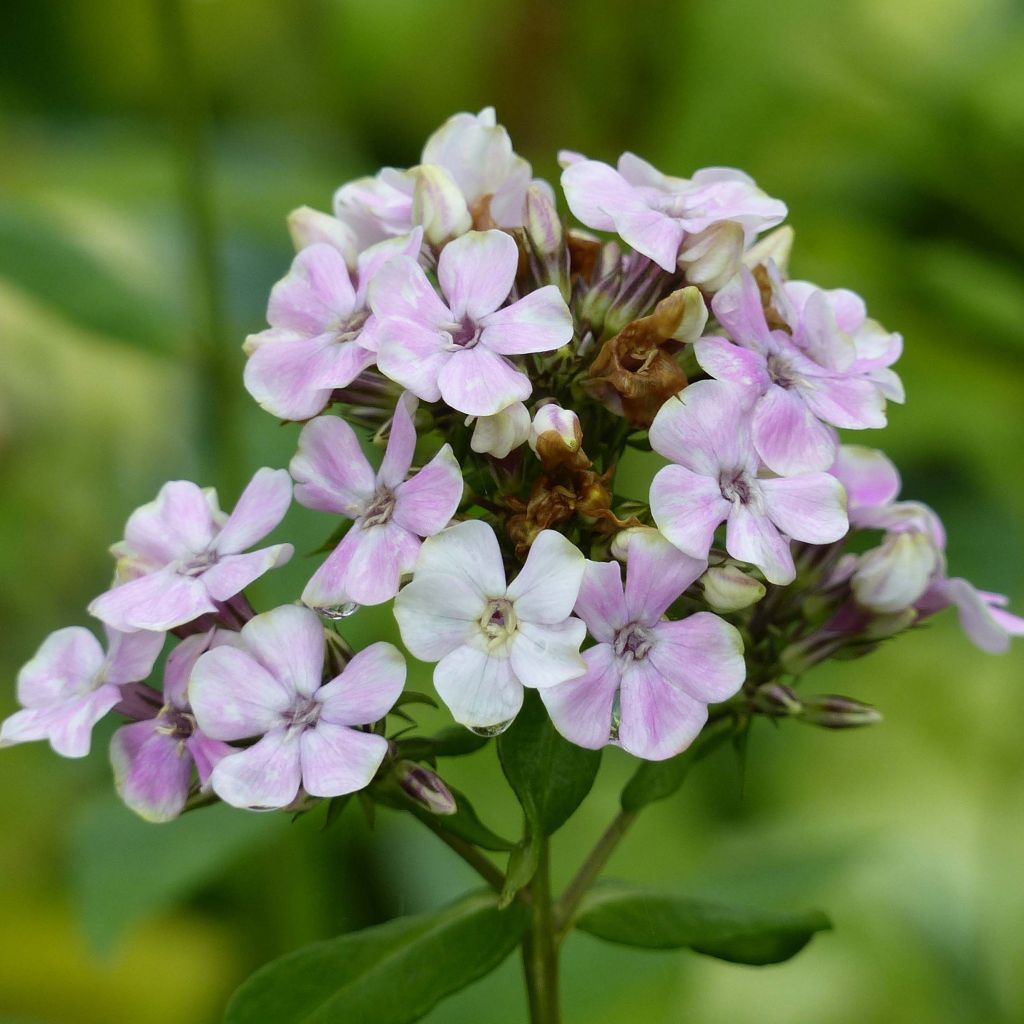 Hohe Flammenblume Sherbet Cocktail - Phlox paniculata