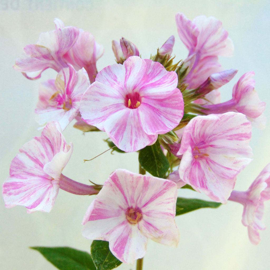 Hohe Flammenblume Sherbet Cocktail - Phlox paniculata