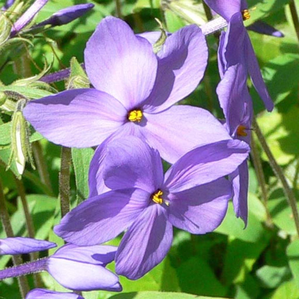 Wander-Phlox Blue Ridge - Phlox stolonifera