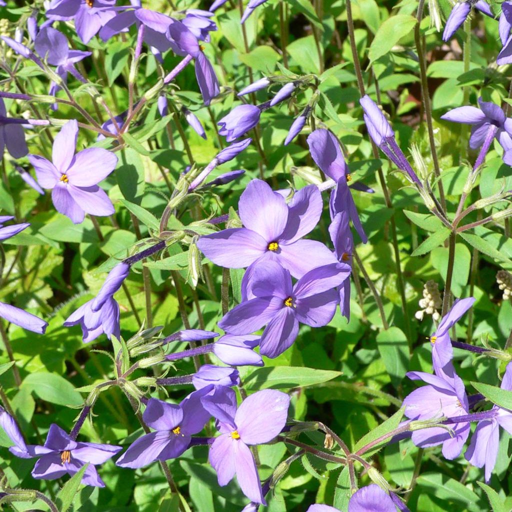 Phlox stolonifera Blue Ridge