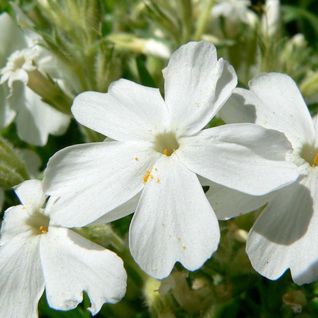 Pfriemenförmiger Phlox White Delight - Phlox subulata