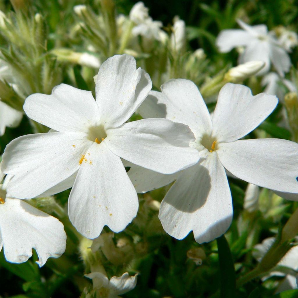 Phlox mousse White Delight