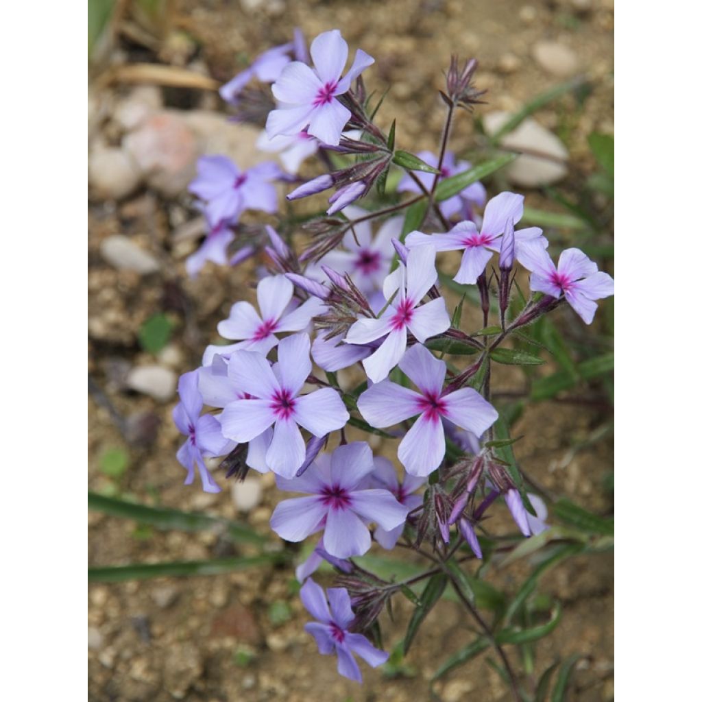 une belle floraison dès le début de sa première année