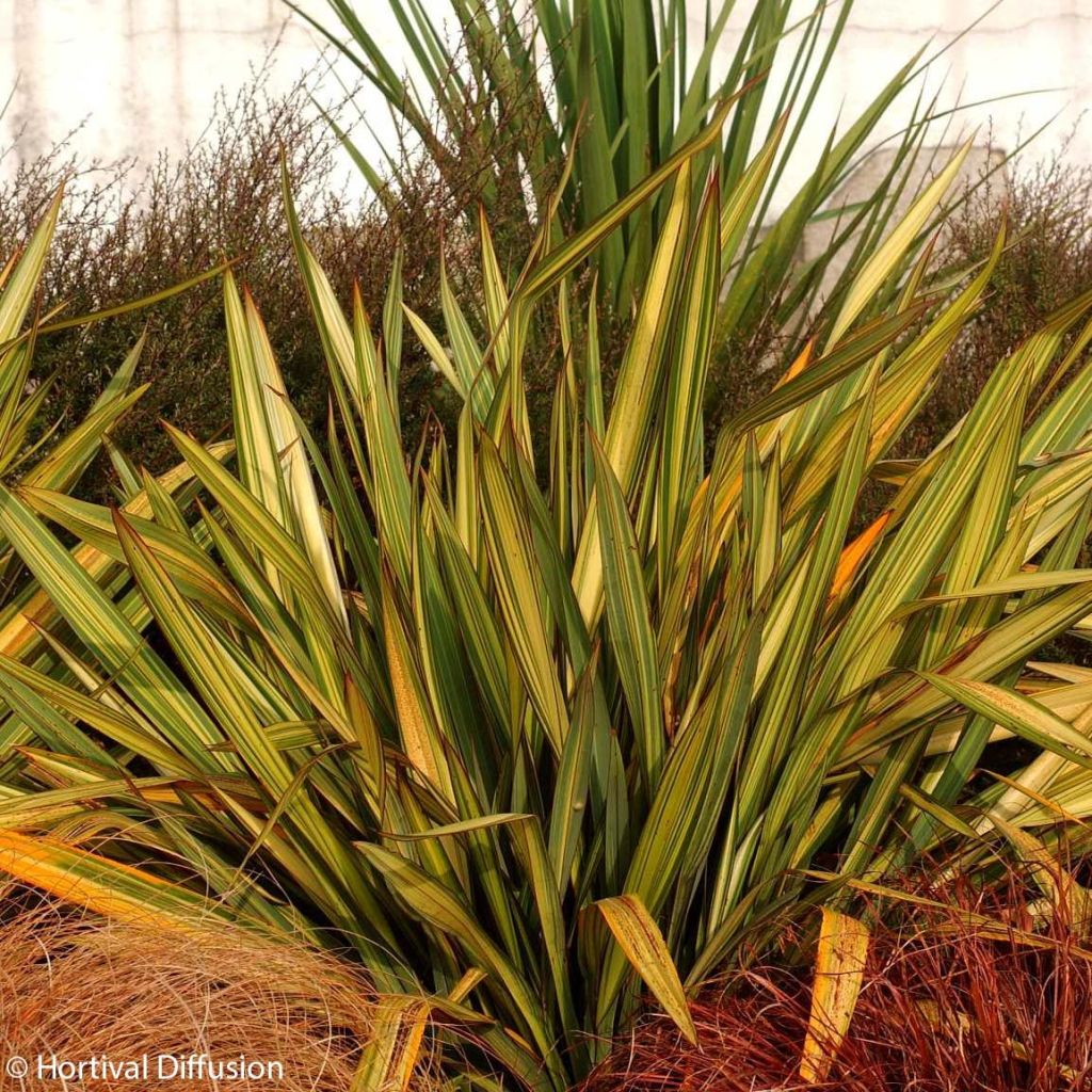 Phormium tenax Apricot Queen