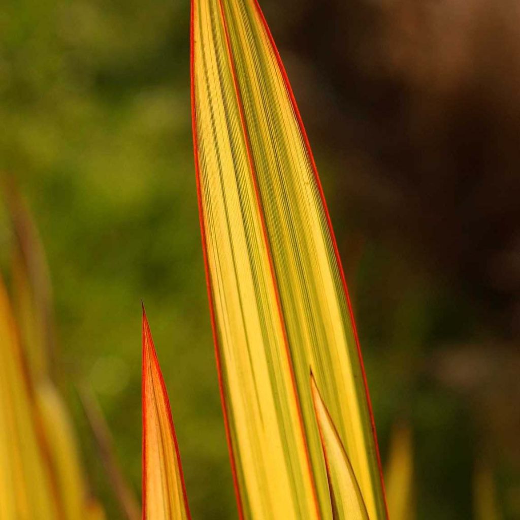 Phormium tenax Apricot Queen